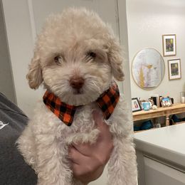 Kristoff - Apricot male Goldendoodle puppy in Richmond, Texas from Harper’s Heartbeats