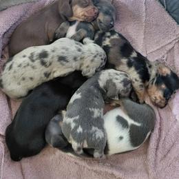Pepper - Dapple female Dachshund puppy in Indianapolis, Indiana from wiggly weenies