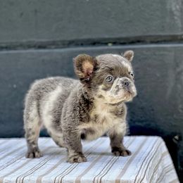 Bernedoodle, French Bulldog, Goldendoodle, and Poodle Puppies from Stardust Doodles