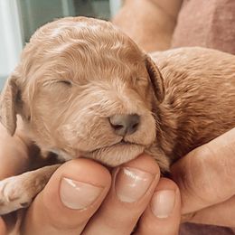 Poodle Puppies from Oodles of Poodles