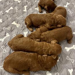 Boy 3 - Red  male Poodle puppy in Abilene, Texas from Mesquite Kennels