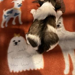 Bucky - Liver male Miniature Schnauzer puppy in Scottsboro, Alabama from EsKay Mini Schnauzers