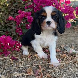 Archie - Tri-color male Cavalier King Charles Spaniel puppy in Temecula, California from Diamond Cavaliers