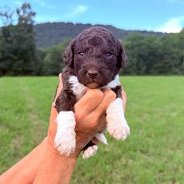 Rocky - Parti male Goldendoodle puppy in Jasper, Georgia from Harrington Doodles & Poodles