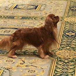 Cavalier King Charles Spaniel Puppies from Lauren Blades