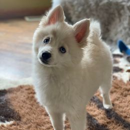Pomskies from Til Vallahallar Pomskies