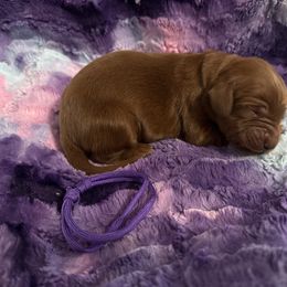 Boy 3 - Mahogany male Irish Setter puppy in Colville, Washington from Daesyn Setters