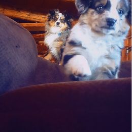 Miniature Australian Shepherd and Toy Australian Shepherd Puppies from Kinsley's Cuties & SouthPaw Creations