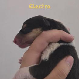 Electra - Black white and tan female Collie puppy in Melba, Idaho from Owyhee Valley Collies & Lazy Lotus Standard Poodles