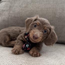 Dachshund Puppies from Chivi Paws