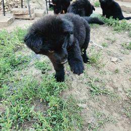 Male 1 - Black male German Shepherd puppy in Leon, West Virginia from Heart2Heart Kennels