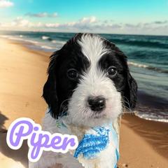 Piper - Springerdoodle puppy from SpringerDoodles at the Beach