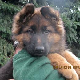German Shepherd Puppies from Kron-Muller Haus Shepherds