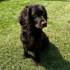 Maggi - Boykin Spaniel