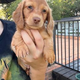 Sprout - Dapple male Dachshund puppy in Southwest Ranches, Florida from Breezy Florida Dachshunds