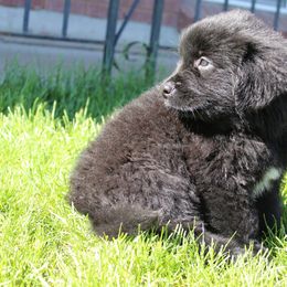 Angel - Black female Newfoundland puppy in Brundidge, Alabama from Grinnell Newfoundland