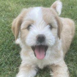 Tibetan Terriers from Willow Haven Kennels