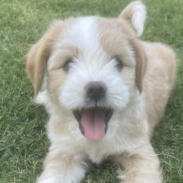 Tibetan Terriers from Willow Haven Kennels