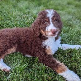 Bernedoodle Puppies from Central Valley K9