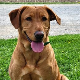 Labrador Retrievers from Top Shot Retrievers