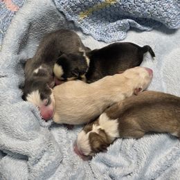 Pomsky puppies from CJ White's Poms and Pomskies