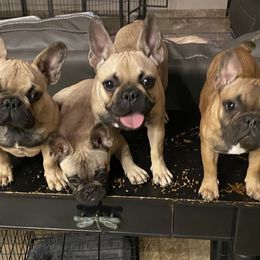 Litter picture - French Bulldog puppy in Scottsdale, Arizona from Sonoran Frenchies LLC