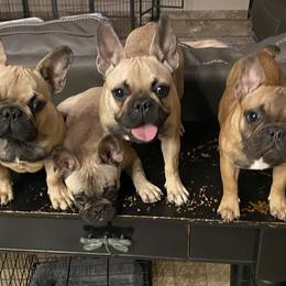 Litter picture - French Bulldog puppy in Scottsdale, Arizona from Sonoran Frenchies LLC