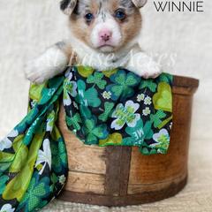 American Corgi and Pembroke Welsh Corgi Puppies from At Ease Acres