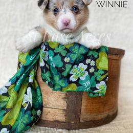 American Corgi and Pembroke Welsh Corgi Puppies from At Ease Acres