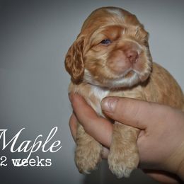 Maple - Red female Cocker Spaniel puppy in Myerstown, Pennsylvania from The Cocker Cingdom