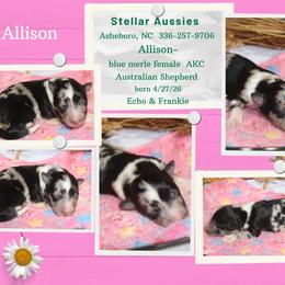 Allison - Blue merle female Australian Shepherd puppy in Asheboro, North Carolina from Stellar Aussies