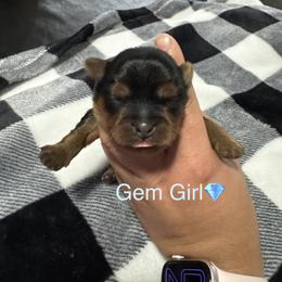 Gem Girl - Black gold and white female Shorkie puppy in San Tan Valley, Arizona from Great Mates