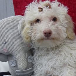 Aussiedoodles and Poodles from Rebels Run Ranch