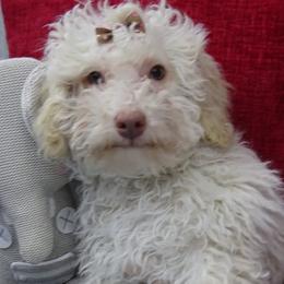 Aussiedoodles and Poodles from Rebels Run Ranch