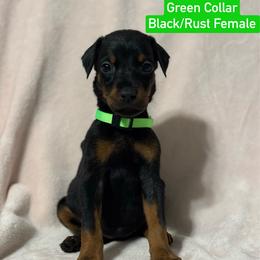 Green Collar was Burgundy Collar - Black and rust female Doberman Pinscher puppy in Lake City, Florida from Paintedcrazy Doberman Pinchers