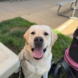 Stella - Started puppy - Yellow female Labrador Retriever puppy in Somerset, California from Cantina Labs and Cavs