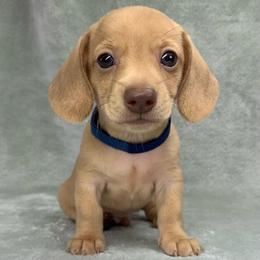 Male 2 - Cream male Dachshund puppy in Birmingham, Alabama from LongBottomDachshunds