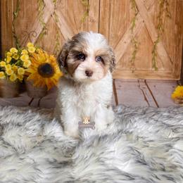 Maverick - Merle male Schnoodle puppy in Macks Creek, Missouri from Fluffy Buttz