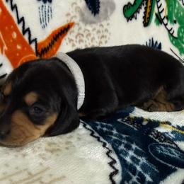 Maggie - Black and tan female Dachshund puppy in Cypress, Texas from Sweet Little Churros