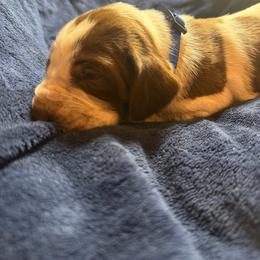 Blue - Liver roan male German Shorthaired Pointer puppy in Ozark, Alabama from Judy Creek GSP's