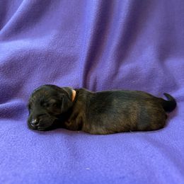 Orange Collar - Brindle male Dachshund puppy in Kingston, Texas from Oak Bridge Farm