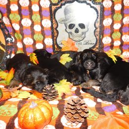 German Shepherd Puppies from Countryside Kennel