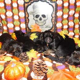 German Shepherd Puppies from Countryside Kennel