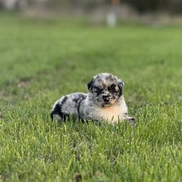 Oven - Blue merle female Australian Shepherd puppy in Argyle, Iowa from Country Time Kennels