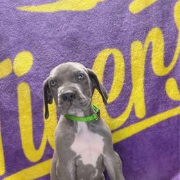 Onyx - Blue and white male Great Dane puppy in Gonzales, Louisiana from Anstatt House Of Danes