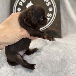 Maple - Chocolate and white female Chihuahua puppy in Dayton, Ohio from Petite Pups