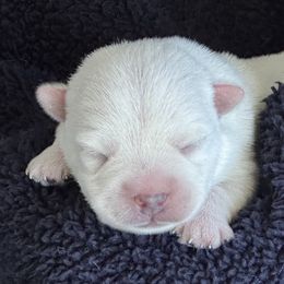 Apple - White female West Highland White Terrier puppy in Roper, North Carolina from SoundHaven Westies