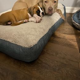 Boxer Puppies from Boxer Blessings Kennel
