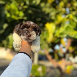 Boy 1 - Parti male Miniature Schnauzer puppy in Santa Ana, California from The_K_Schnauzers