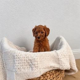 Girl 1 - Red  female Goldendoodle puppy in Godley, Texas from Godley Designer Doodles